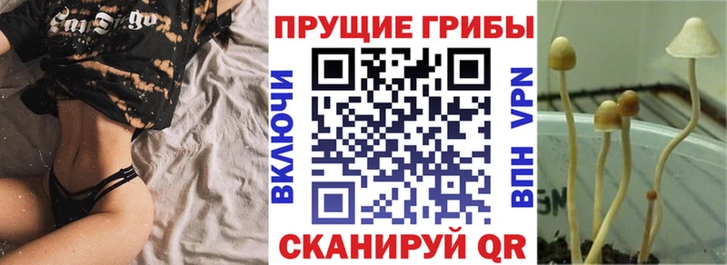 Галлюциногенные грибы ЛСД  закладка  Камызяк 