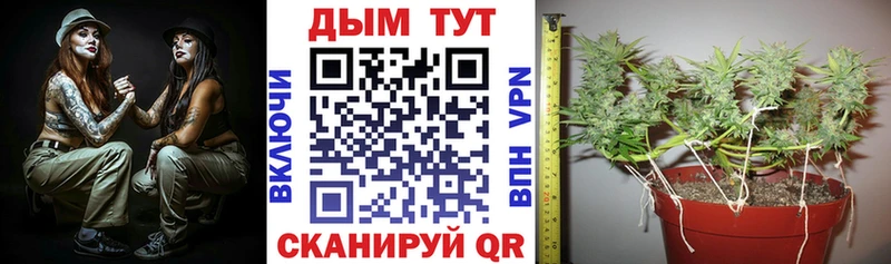 Каннабис семена  сколько стоит  Камызяк 